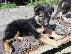 PoulaTo: Boy German Shepards Έτοιμο
